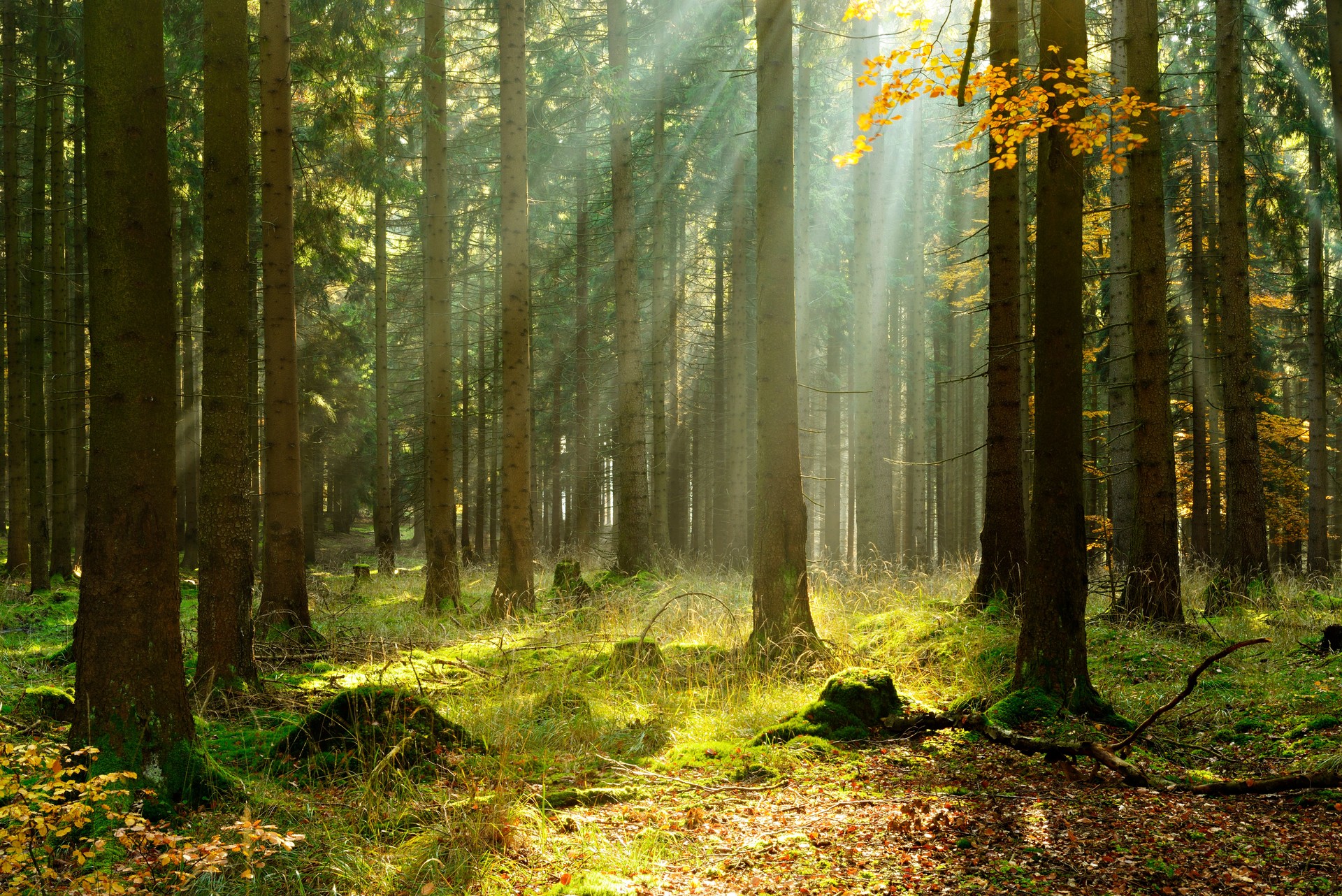 Spruce Tree Forest in Autumn Illuminated by Sunbeams through Fog